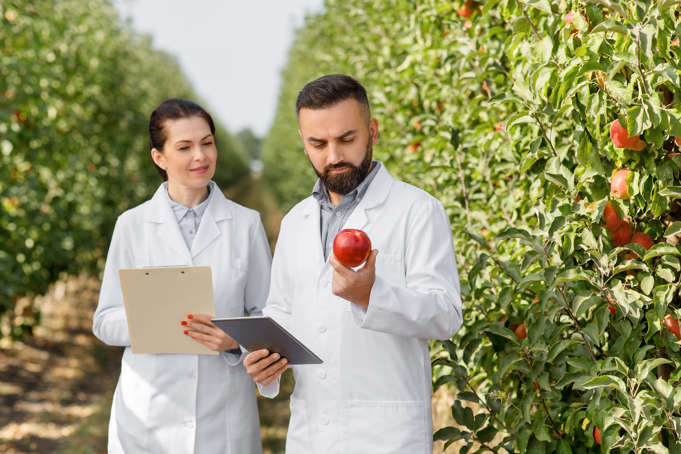 Two people in white coats checking apples and notes in an orchard
